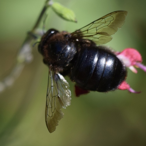 Horse-fly Carpenter Bee