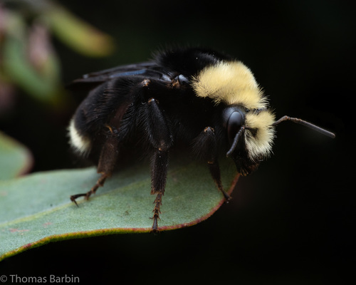 Yellow-faced Bumble Bee