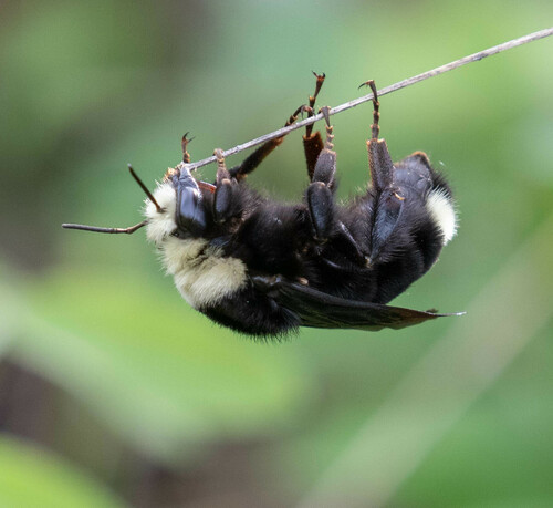 Yellow-faced Bumble Bee