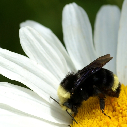 Yellow-faced Bumble Bee