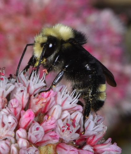 Yellow-faced Bumble Bee
