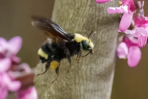 Yellow-faced Bumble Bee