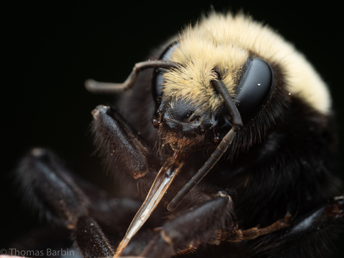 Yellow-faced Bumble Bee