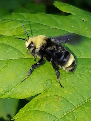 Yellow-faced Bumble Bee