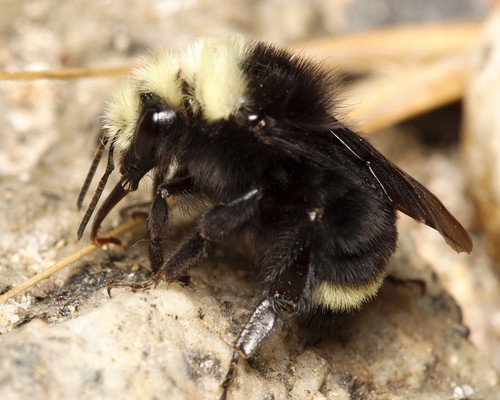 Yellow-faced Bumble Bee