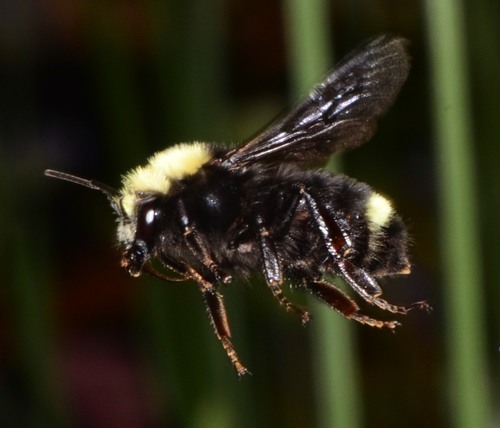 Yellow-faced Bumble Bee