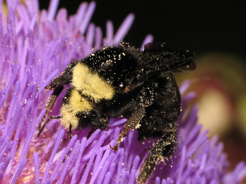 Yellow-faced Bumble Bee