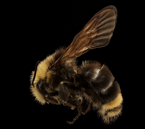 Yellow-faced Bumble Bee