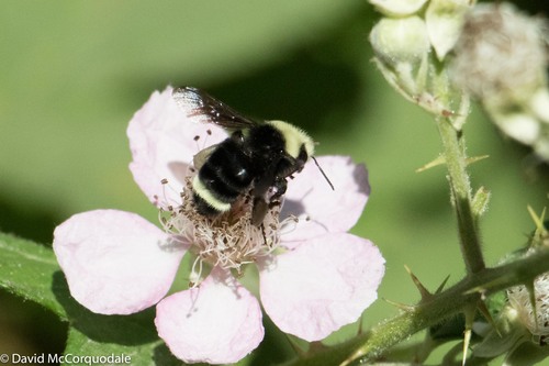 Yellow-faced Bumble Bee