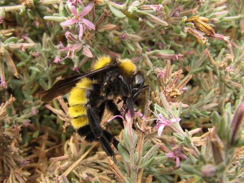 Sonoran Bumble Bee