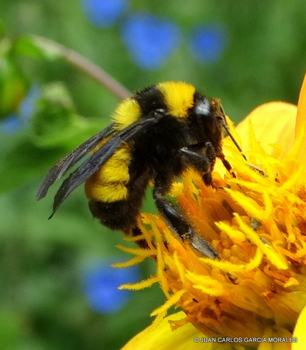 Sonoran Bumble Bee