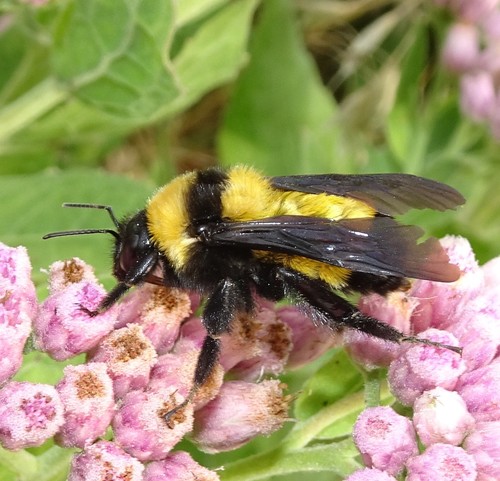Sonoran Bumble Bee