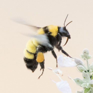 Sonoran Bumble Bee