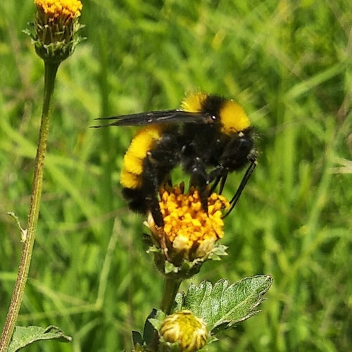 Sonoran Bumble Bee