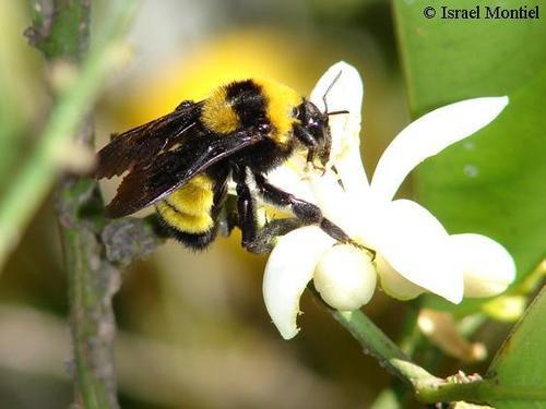 Sonoran Bumble Bee