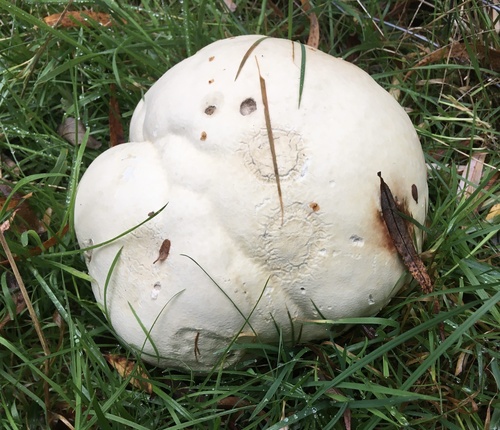 giant puffball