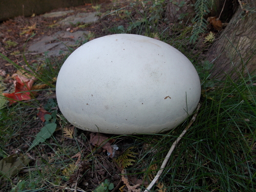 giant puffball