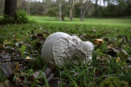 giant puffball