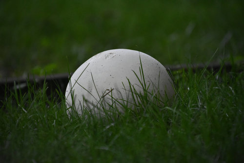 giant puffball