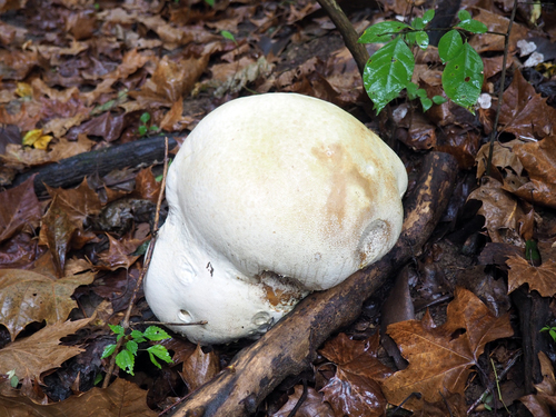 giant puffball