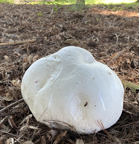 giant puffball