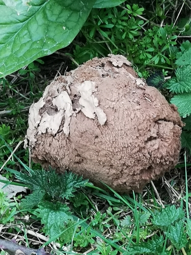 giant puffball