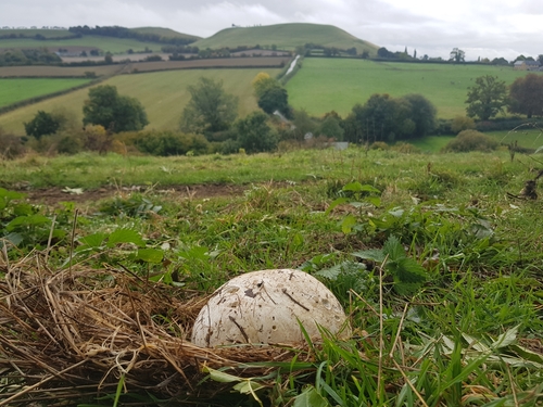 giant puffball
