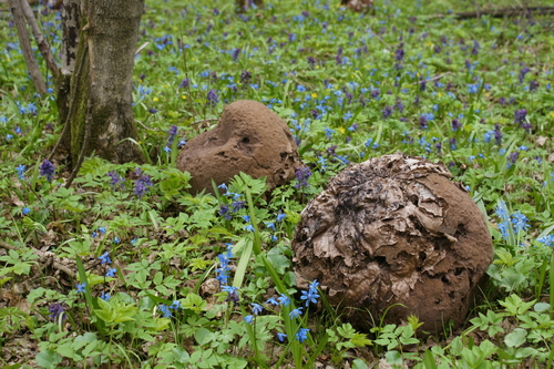giant puffball