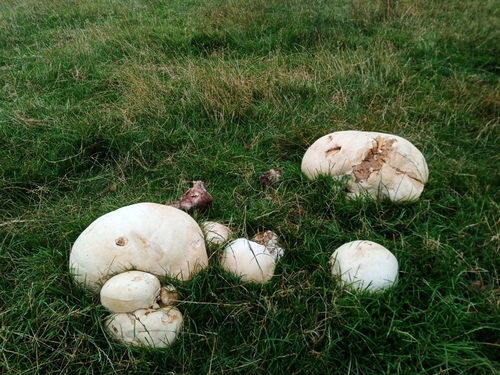 giant puffball