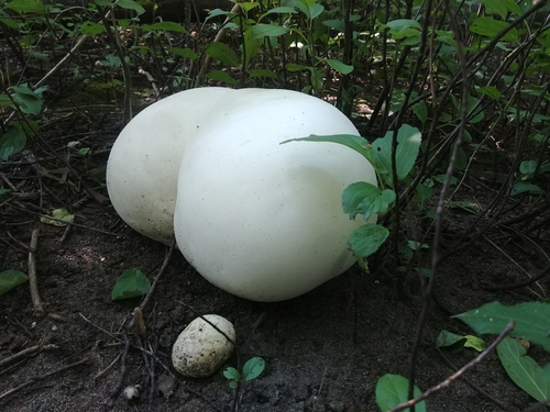 giant puffball