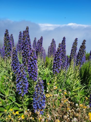 Pride of Madeira