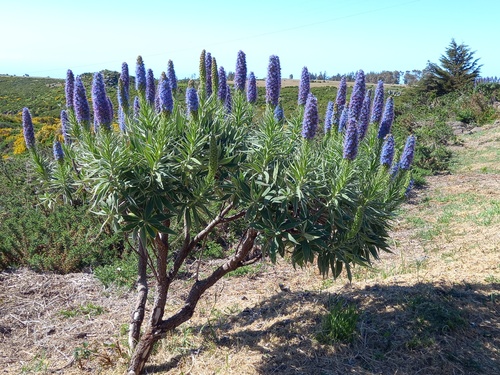 Pride of Madeira