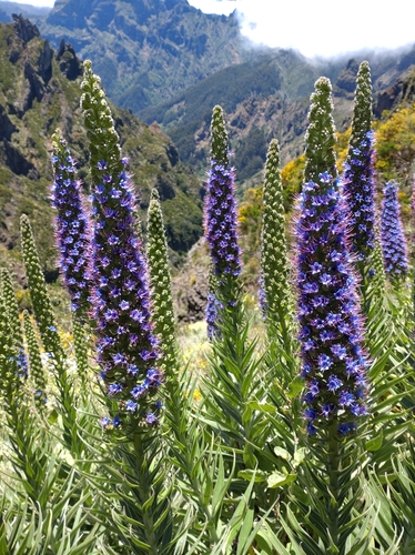 Pride of Madeira