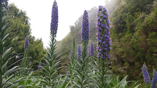 Pride of Madeira