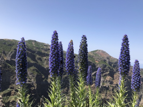 Pride of Madeira
