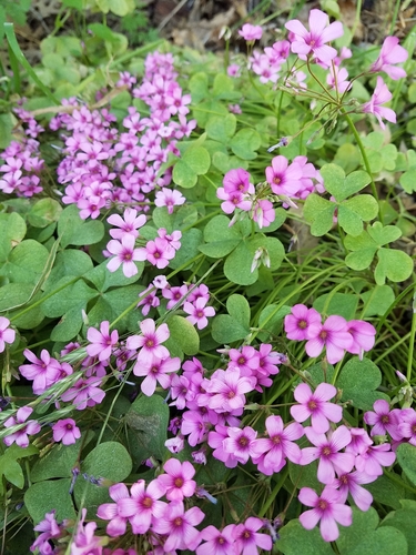 pink-sorrel