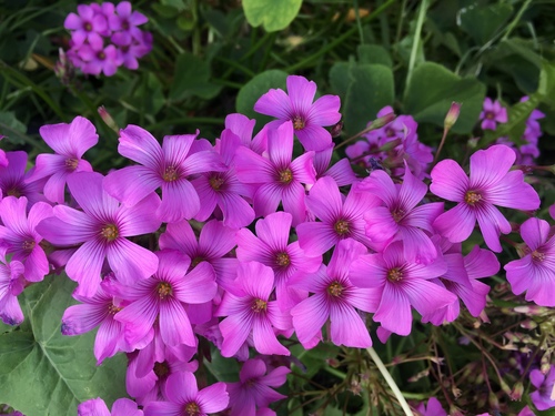 pink-sorrel