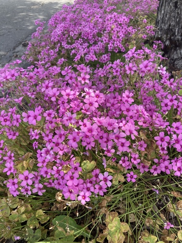 pink-sorrel