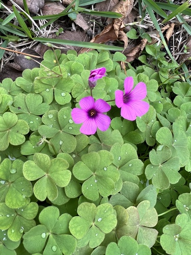 pink-sorrel