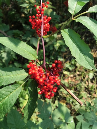 red-berried elder