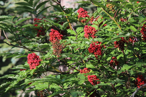 red-berried elder