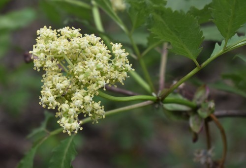 red-berried elder