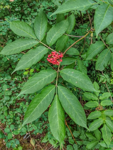 red-berried elder