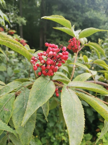 red-berried elder