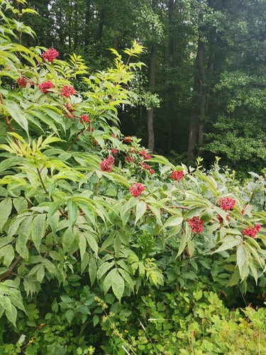 red-berried elder