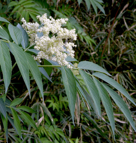 red-berried elder