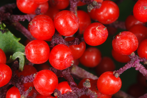 red-berried elder