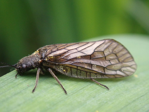 Holarctic Alderflies