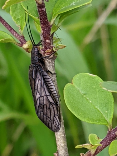 Holarctic Alderflies
