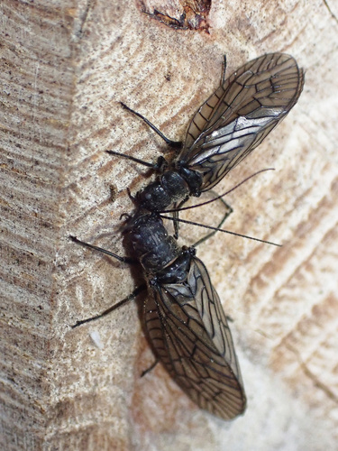 Holarctic Alderflies